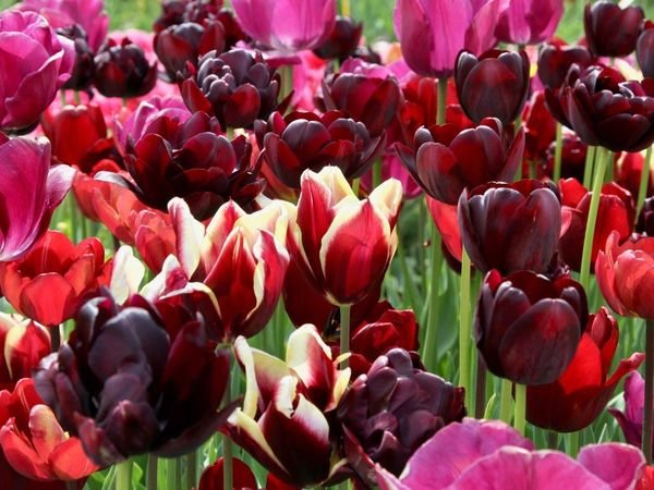 vente bulbes tulipes école