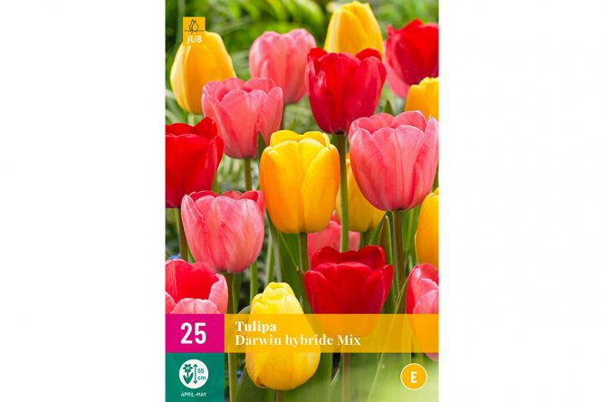 Tulipes Darwin Variées  Sinergy le partenaire de votre association