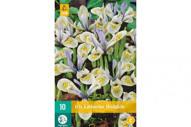 Iris Species Katharine rupture producteur remplacée par Iris Dwarf Mix