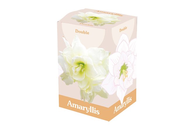 Coffret Amaryllis double blanc