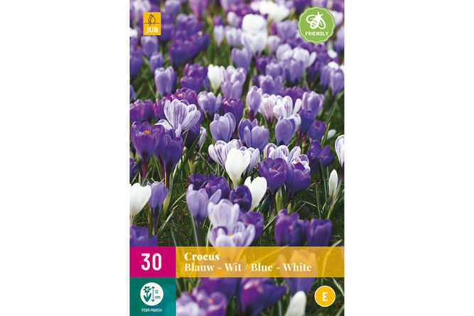 Crocus bleus et blancs