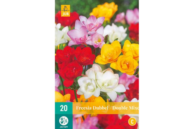 Freesia double mix