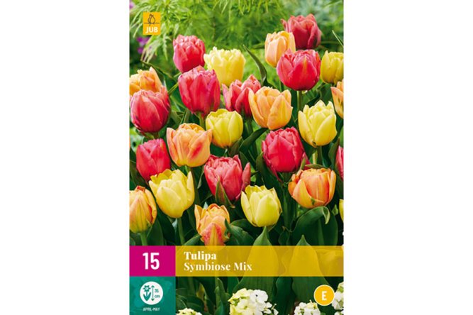 Tulipes Symbiose mix