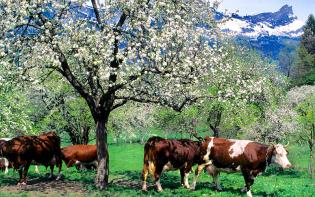 Paysage vaches Schmidhauser