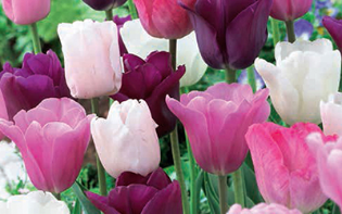 tulipes-pastel-mix