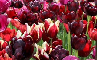 tulipes bulbes école sinergy