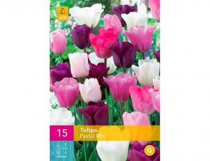 tulipes pastels variées