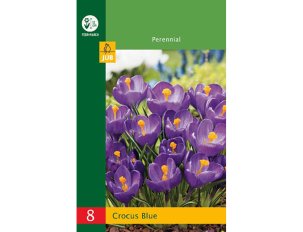 bulbes crocus bleus violets