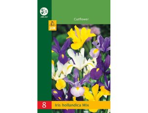 bulbes Iris hollandica mix