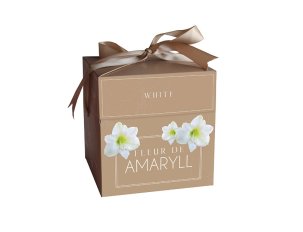 coffret amaryllis blanc et son pot