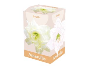 coffret amaryllis double blanc