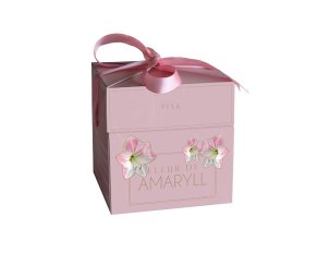 coffret amaryllis rose avec pot