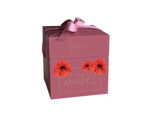 coffret amaryllis rouge