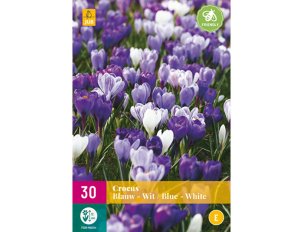 crocus bleus et blancs