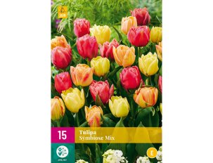 tulipes symbiose mix