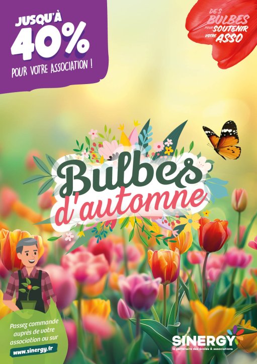 bulbes automne Sinergy 2024